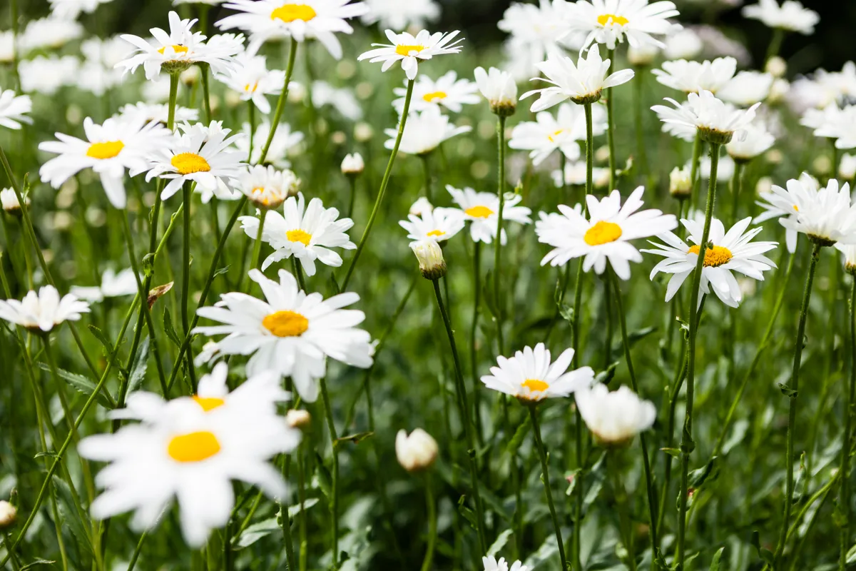 Oxeye daisy in field