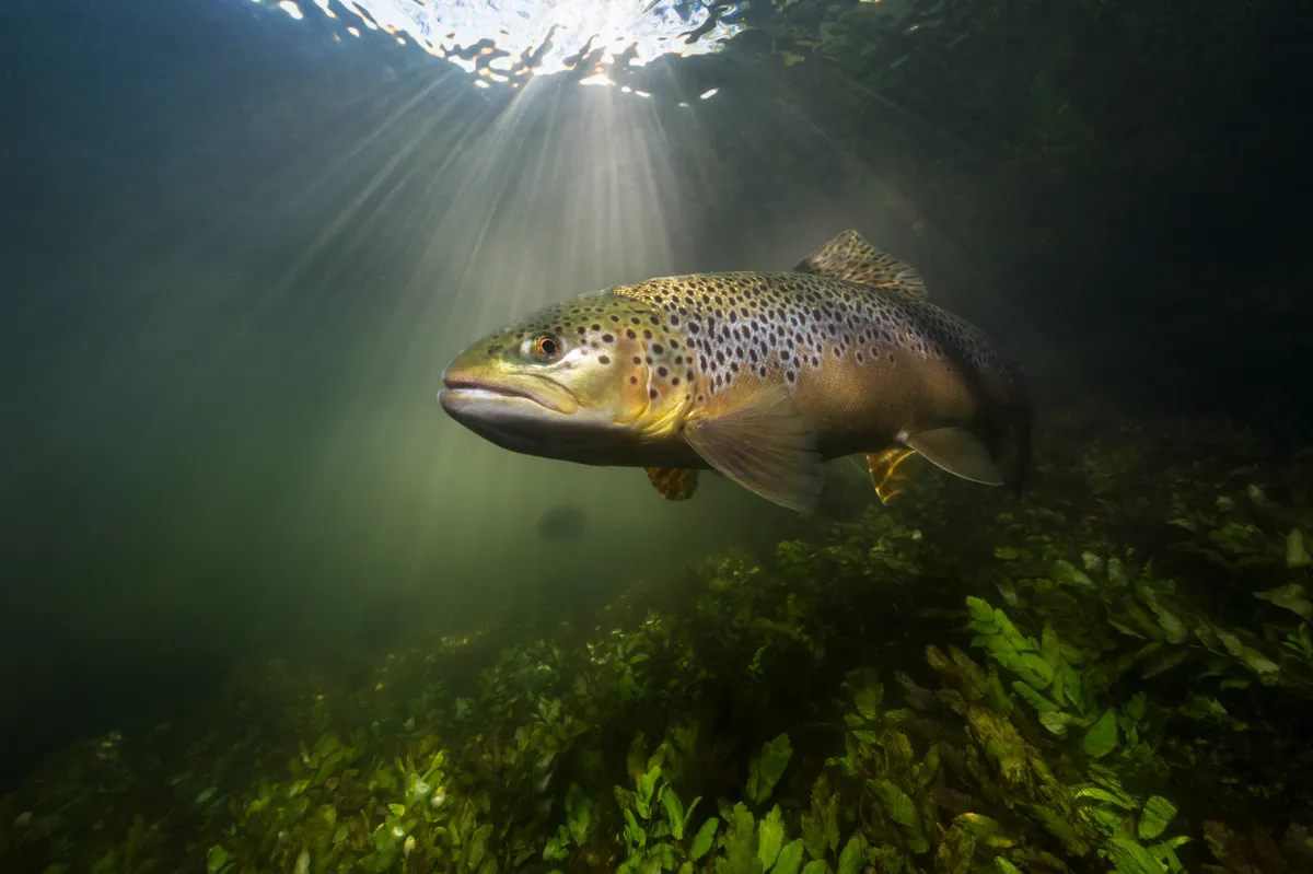 Brown trout underwater with sunbeams above