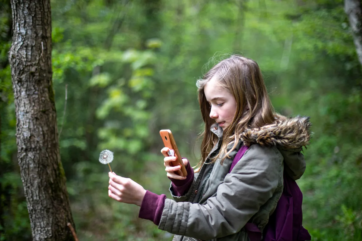 Young girl taking a picture of a dandelion in the woods with her smart phone.