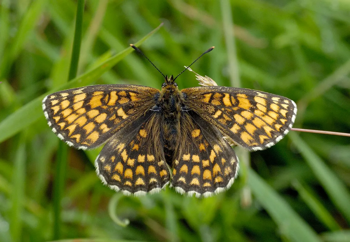 The heath fritillary is one of the UK's rarest butterflies /Credit: RSPB/Jackie Cooper
