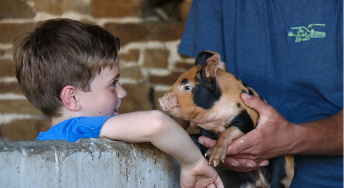 Boy and piglet