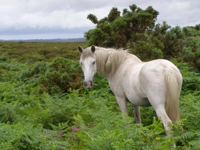 A pony grazes among the gorse bushes alongside a track on Hampton Ridge. Beyond the large gorse bush is an area of dry heath, with heather growing on the well-drained gravel.plateau/ Credit: Geograph, Jim Champion