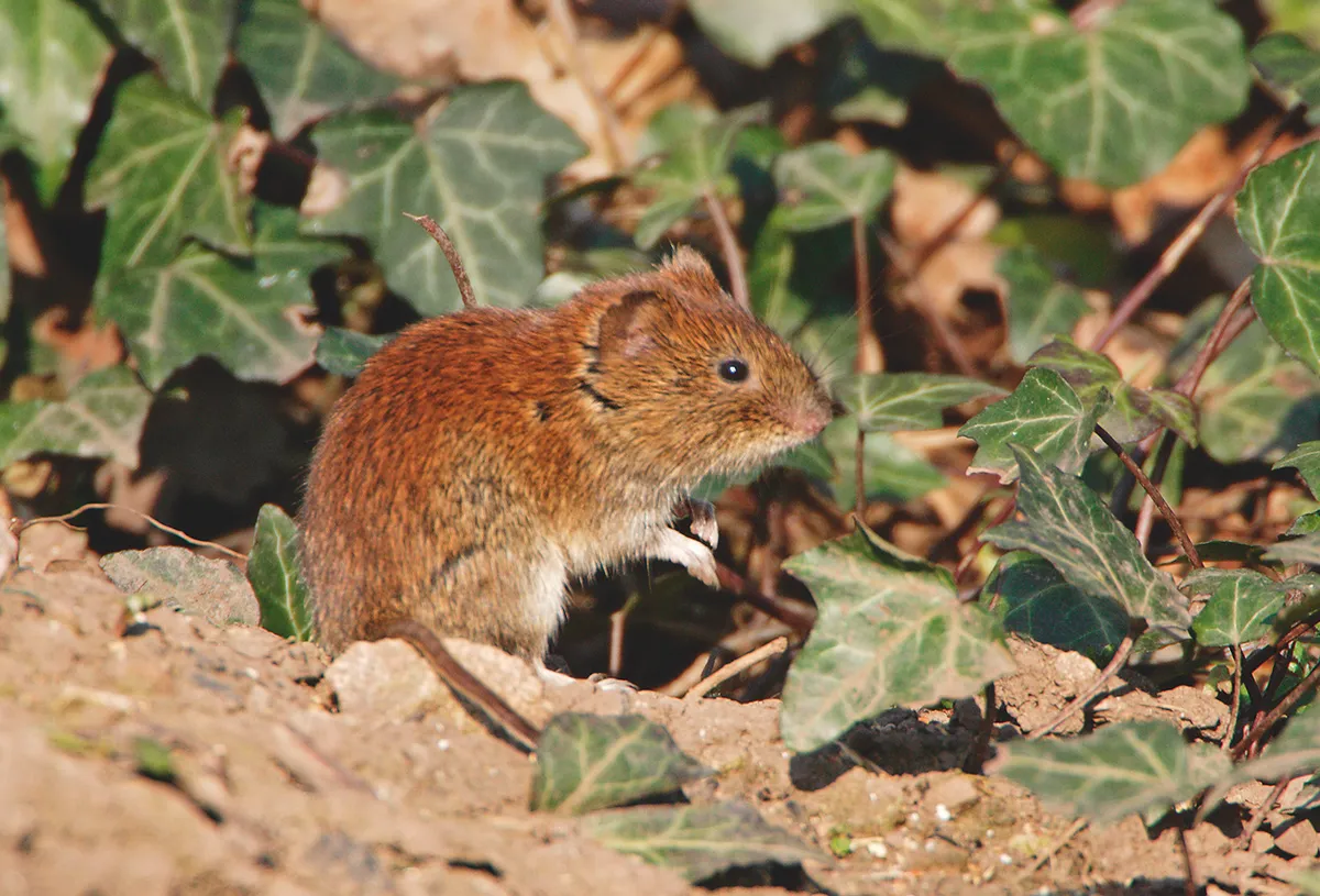Small rodent in countryside
