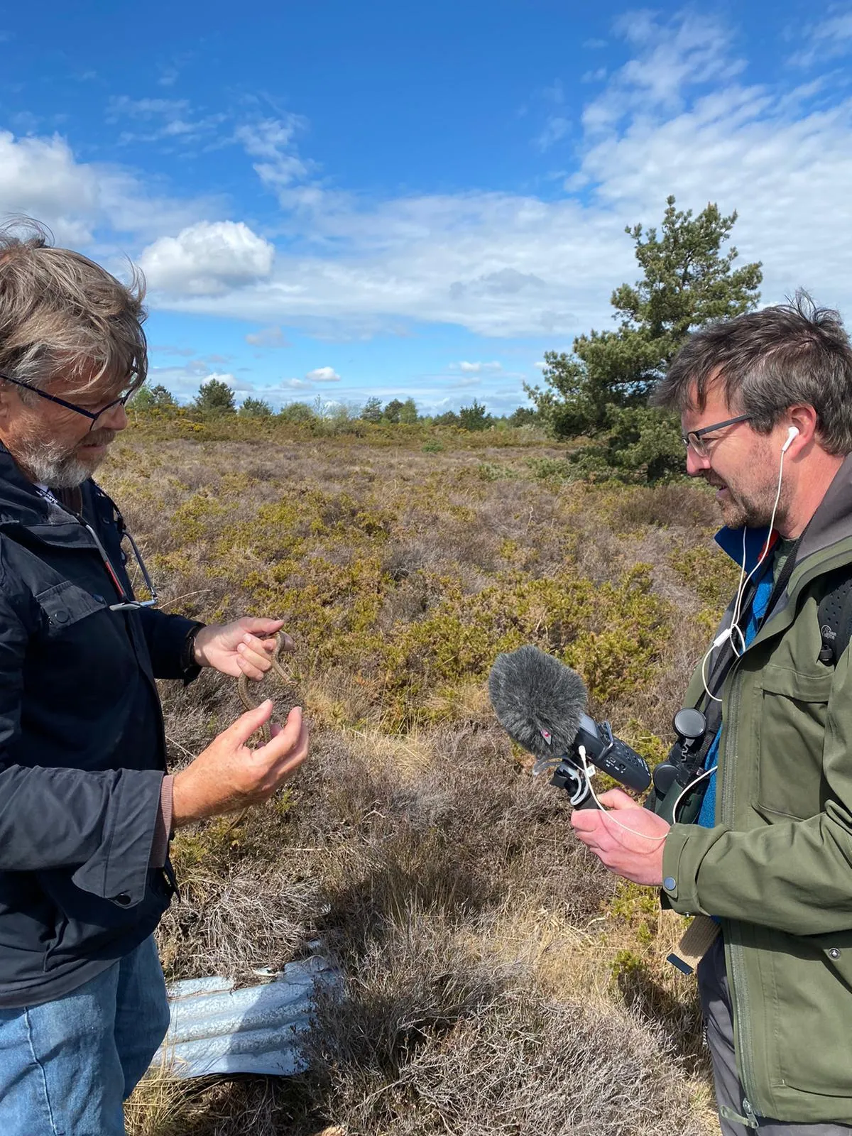 Smooth snakes on Dorset heaths – Countryfile podcast