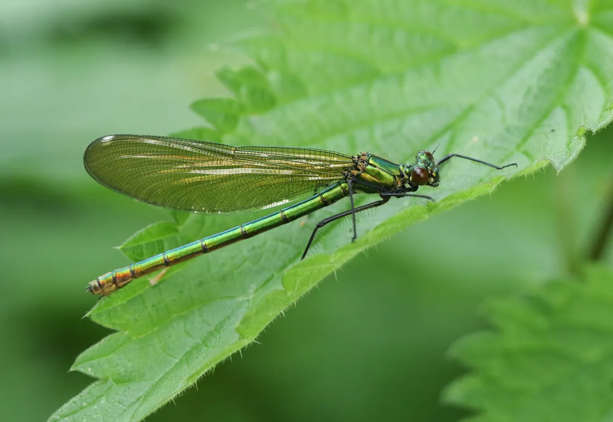 A newly emerged female Banded Demoiselle Dragonfly, Calopteryx splendens, perching on a stinging nettle leaf.