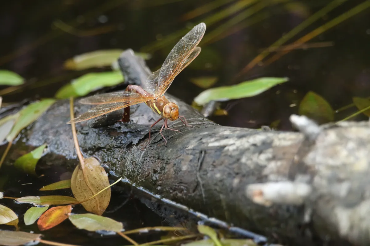 A female Brown Hawker Dragonfly, Aeshna grandis, laying eggs on a branch that is floating in a boggy pond in the UK.