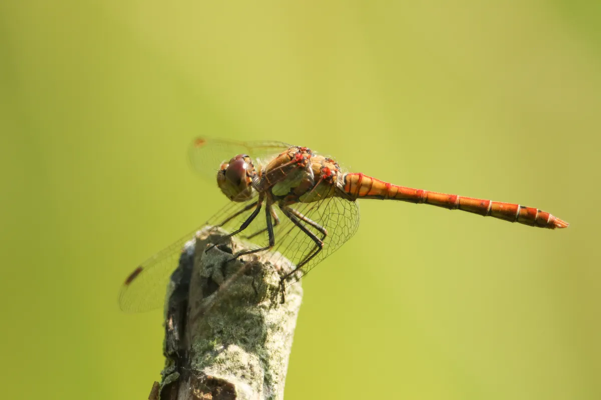 Common Darter dragonfly (Sympetrum striolatum) perching on a twig.
