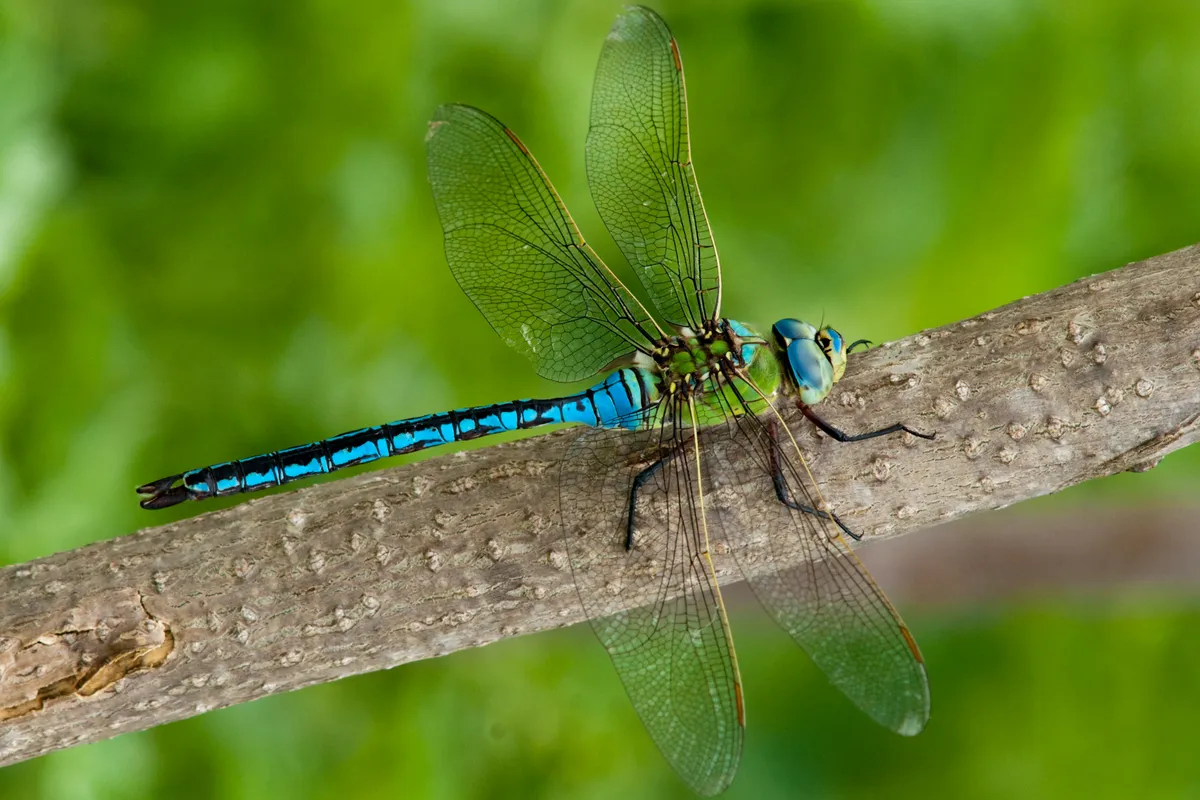 Emperor Dragonfly (male) on a branch
