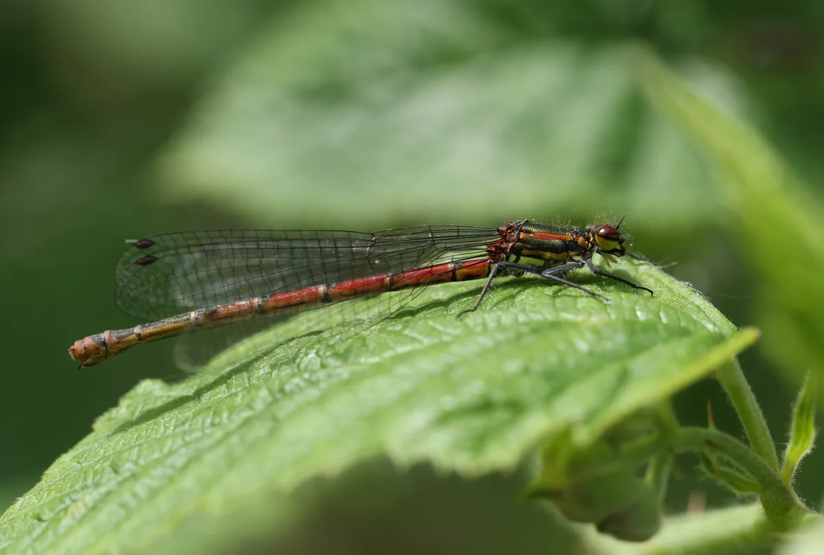 Large Red Damselfly, Pyrrhosoma nymphula, perching on a plant growing at the edge of a pond.