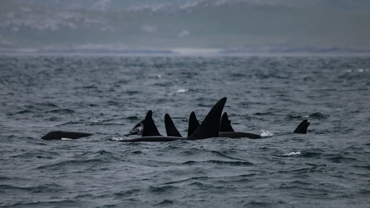 The pod of six orcas.