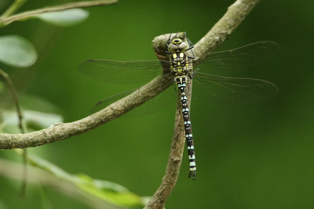 A newly emerged Southern Hawker Dragonfly, Aeshna cyanea, perched on a branch of a tree