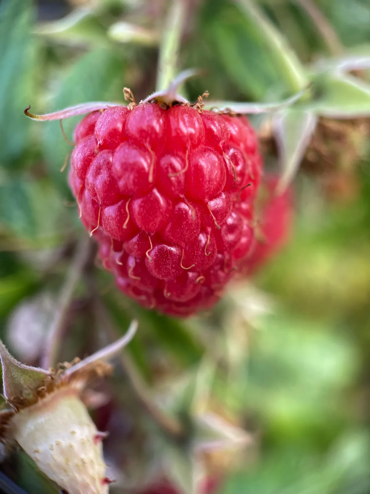A macro close up of a Raspberry