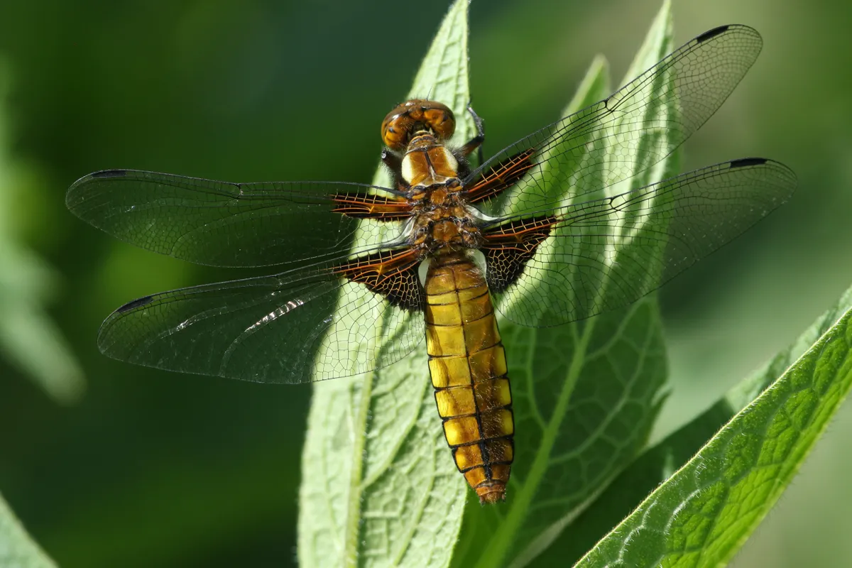 A Broad-bodied Chaser, Libellula depressa, perching on a Comfrey leaf.