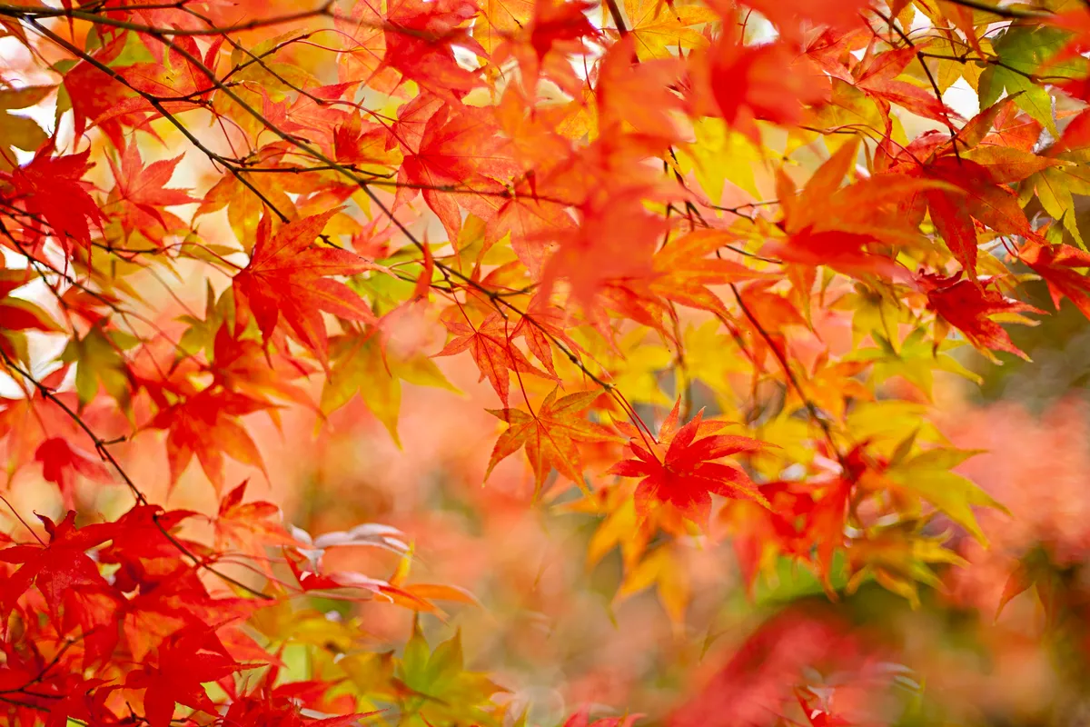 Red and yellow leaves