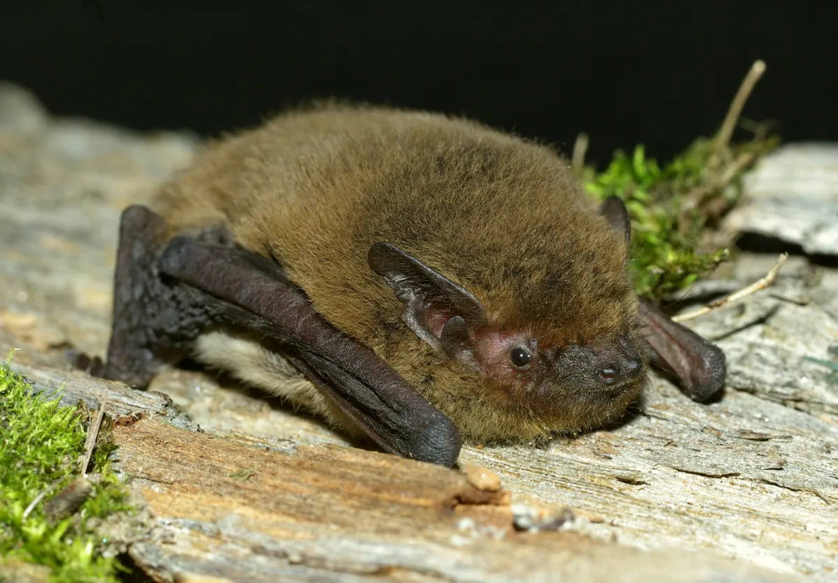 Kuhl’s pipistrelle bat. /Credit: Stazione Teriologica Piemontese