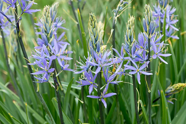 Close-up of thin pale purple flowers of camassia