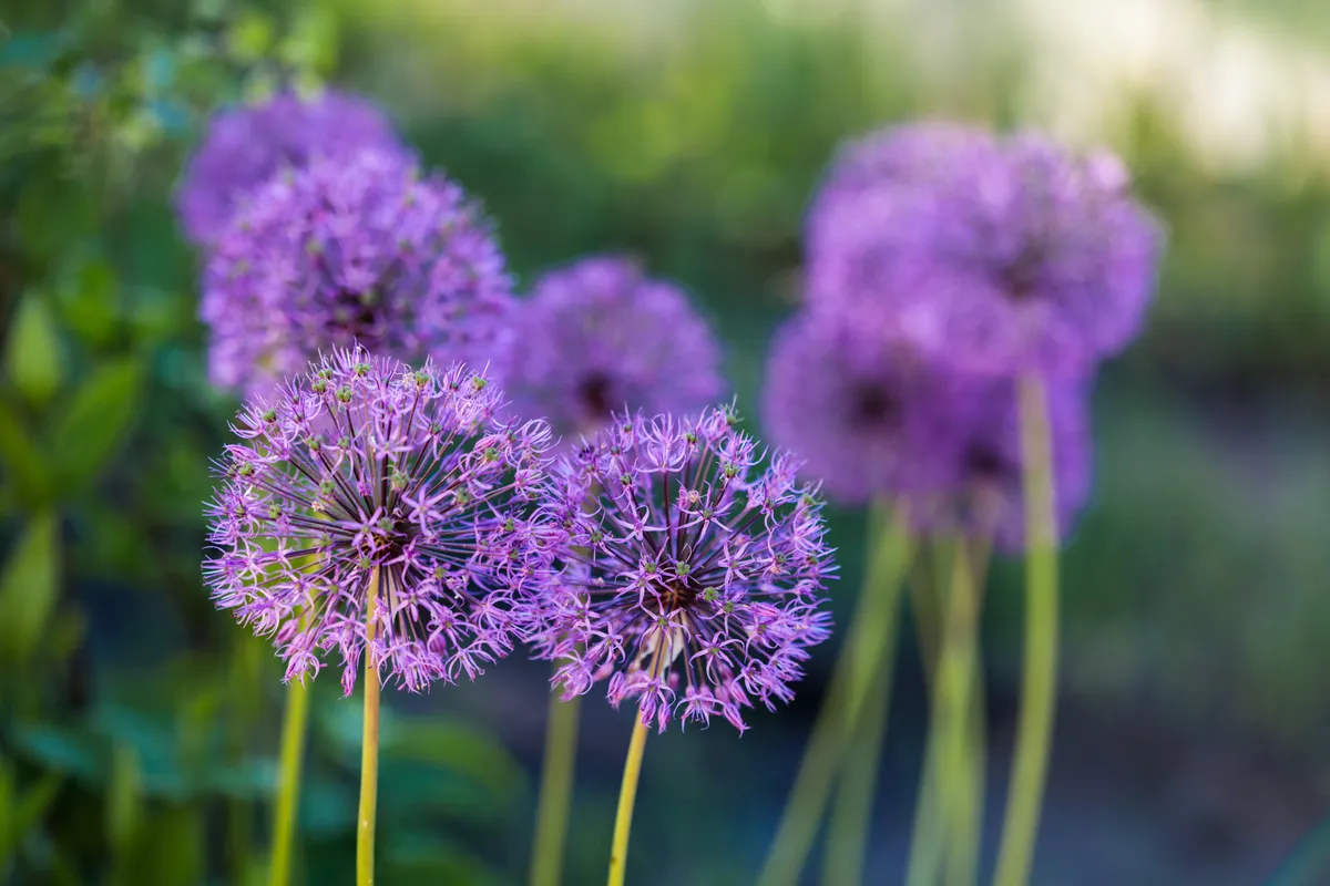 CLose up of a Dutch allium with spiky purple ball shaped flower head