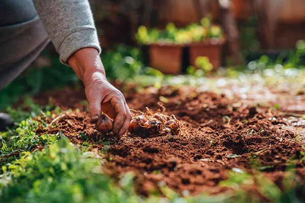 Close up of woman's hand planting bulbs in crumbly brown soil