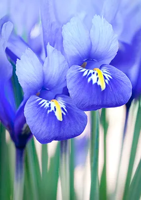 Close-up of blue and yellow Iris reticulata