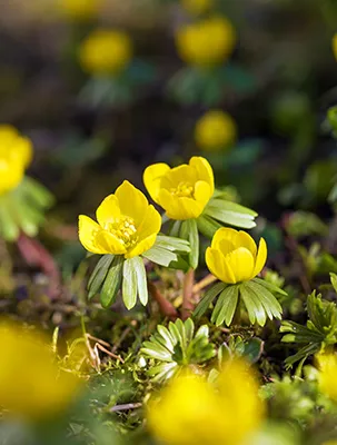 Close up of tiny yellow winter aconite flowers