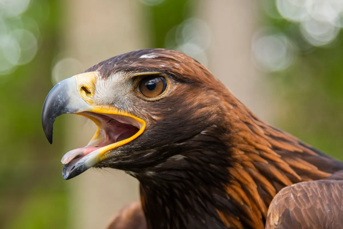 Close up of a Golden Eagle with yellow beak open