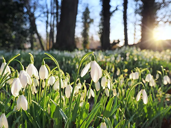 Clumps of early snowdrops with trees in the distance, photographed as the sun sets