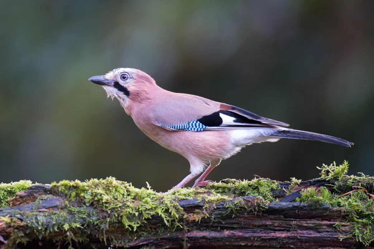 Jay on moss-covered log
