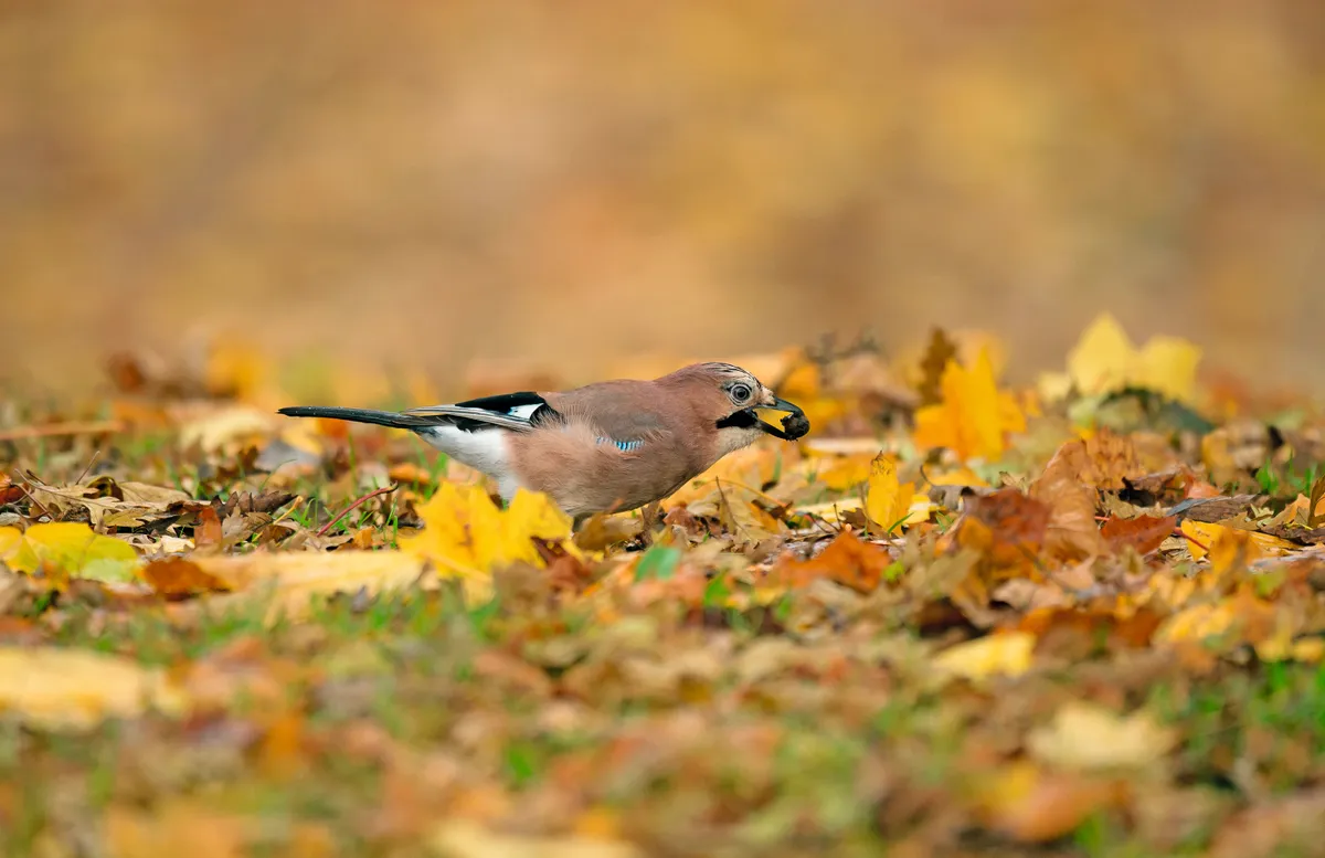 Jay gathering a nut in fallen leaves