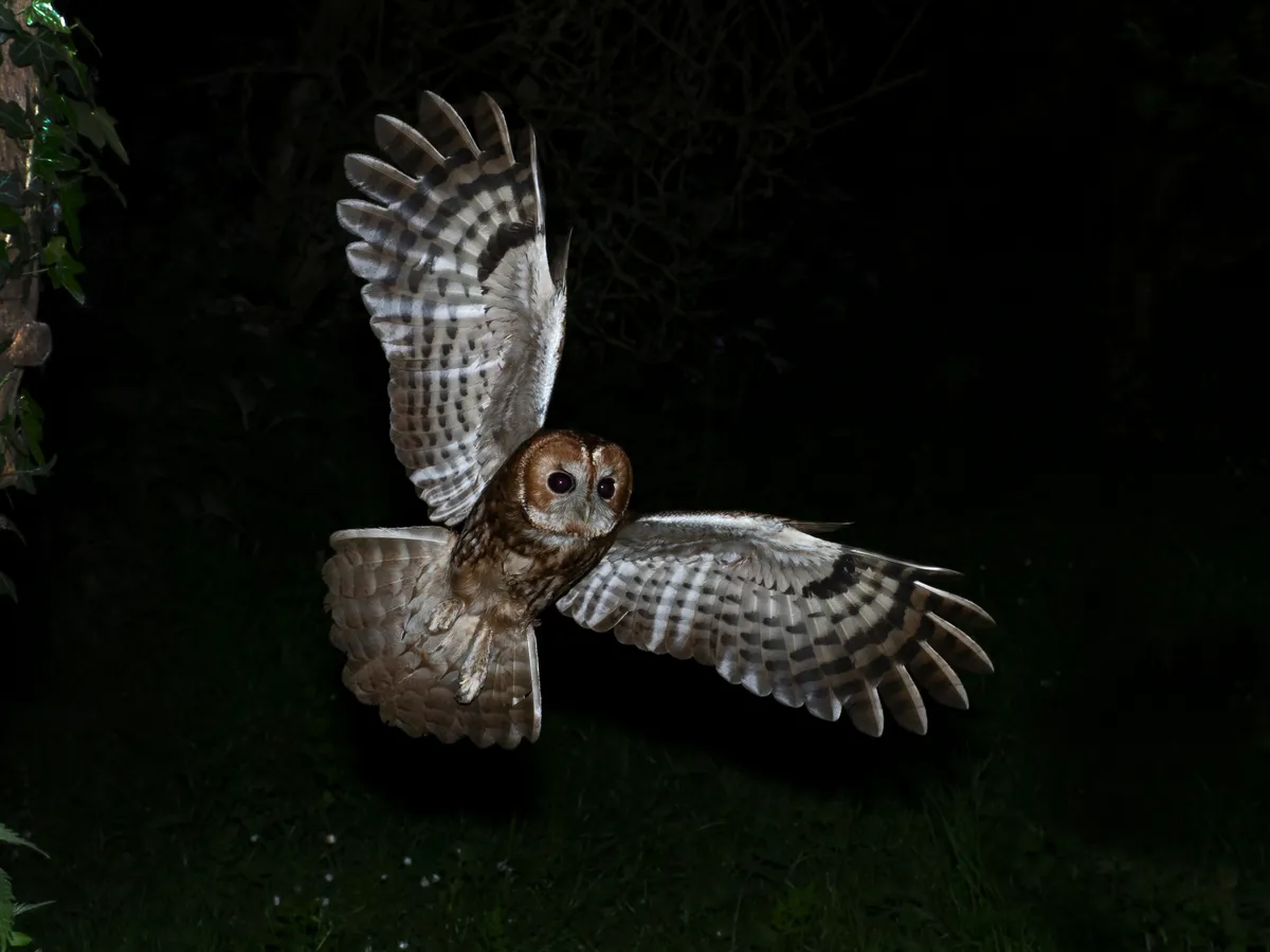 Tawny owl in flight at night