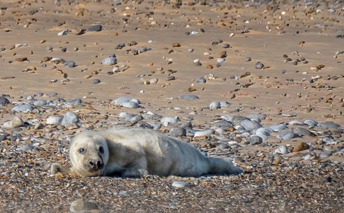 Fluffy baby seal lying on shingle and sand shore