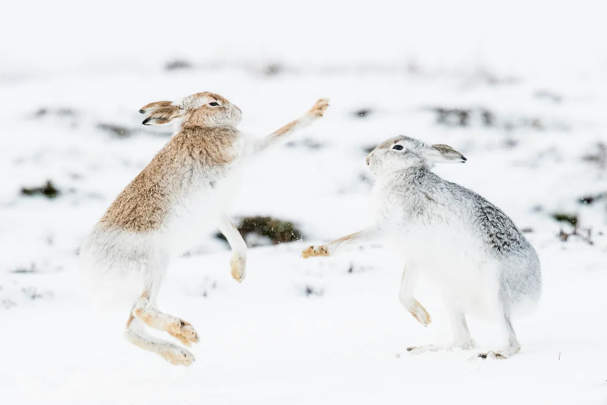 Two white mountain hares box on snow covered slope