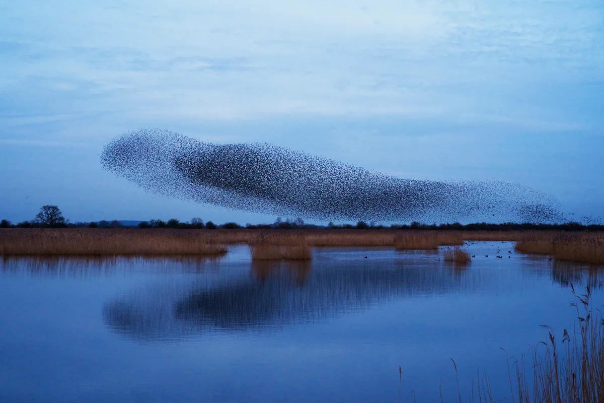 A murmuration of starlings, a spectacular aerobatic display of a large number of birds in flight at dusk over the countryside. (A murmuration of starlings, a spectacular aerobatic display of a large number of birds in flight at dusk over the countrysi