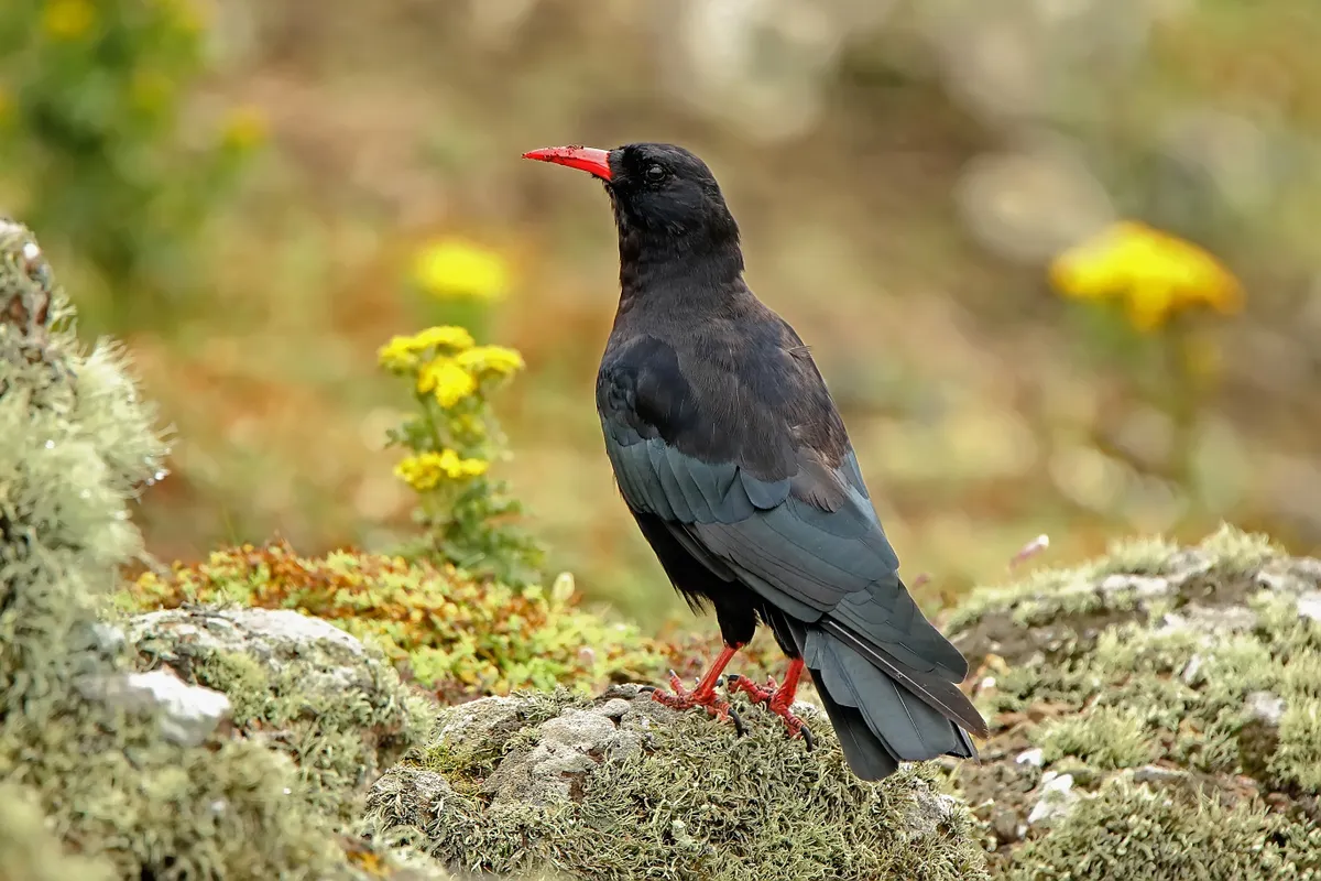 Chough perched on a rock