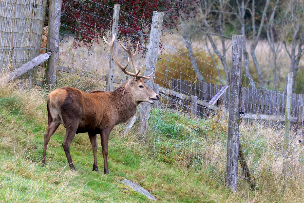 A red deer stag pauses before a deer fence