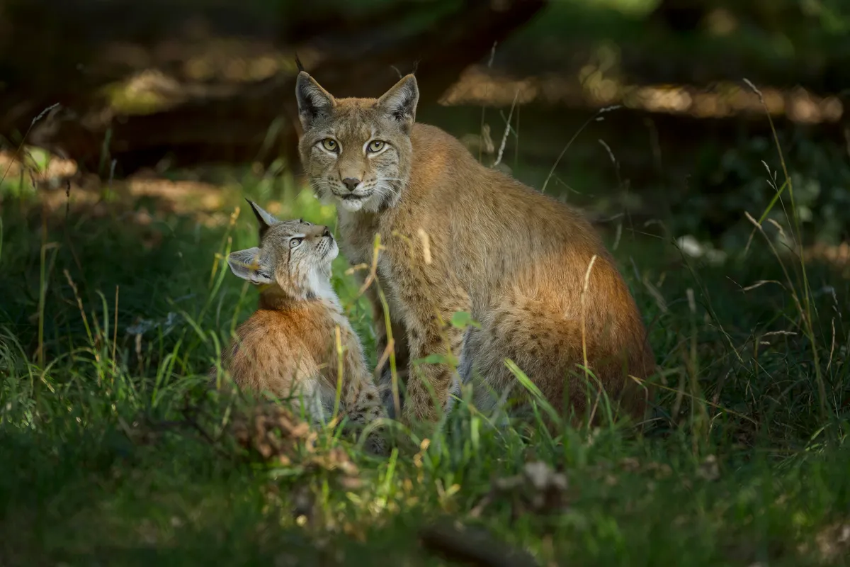 A European lynx with its kitten.