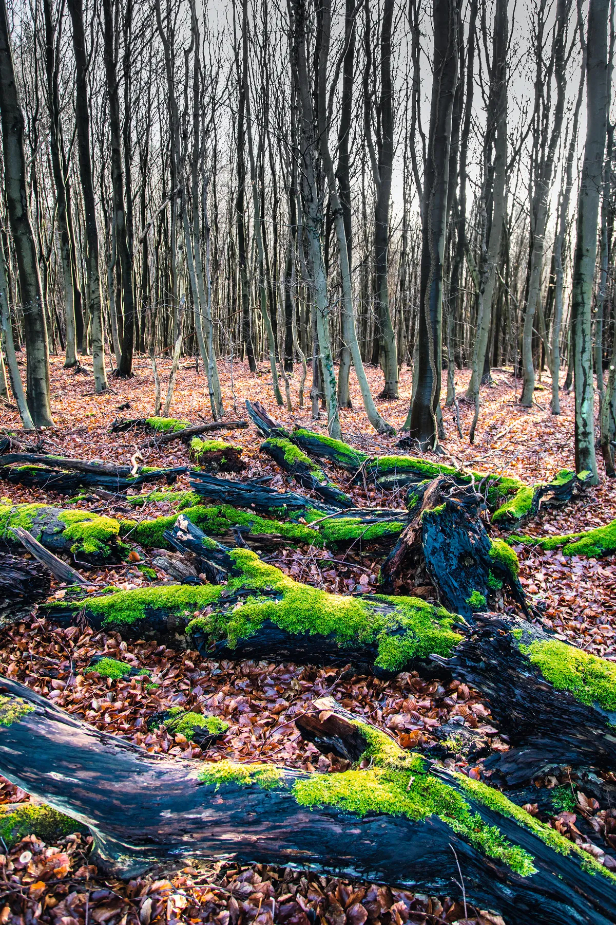 Green moss on rotting wood