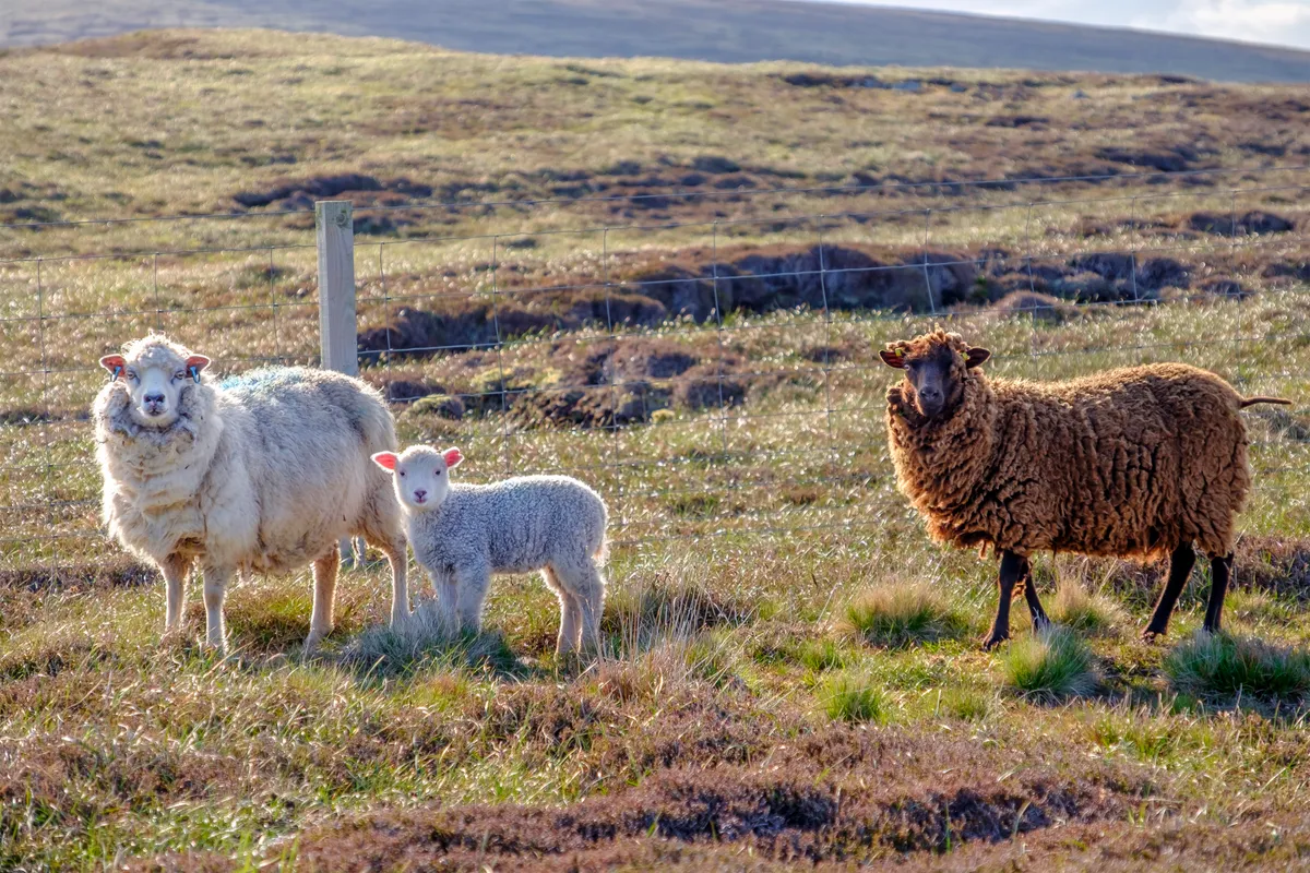 Brown Shetland sheep and white ewe with lamb on heathland./Credit: Getty