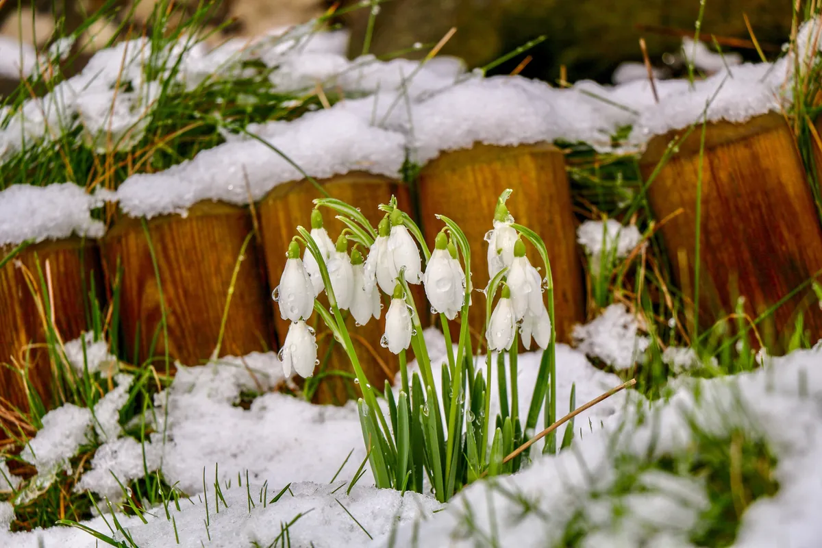Close-up of snow-covered snowdrops in a garden