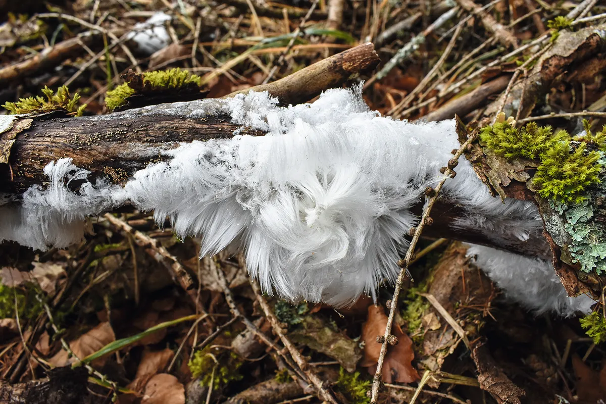 Ice wool, or frost beard, on dead wood. /Getty