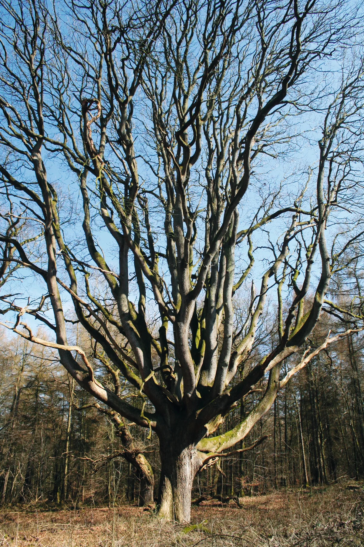 An ancient pollarded beech tree in Savernake Forest. /Alamy