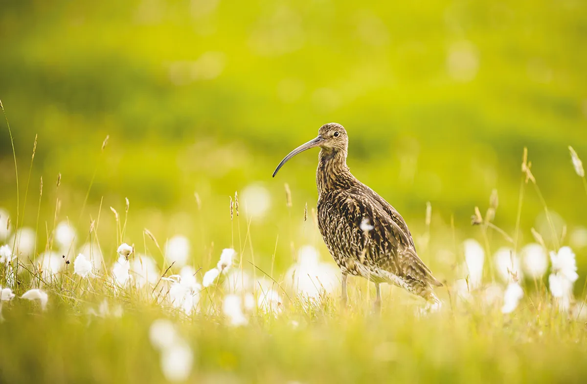 Wading bird in grass