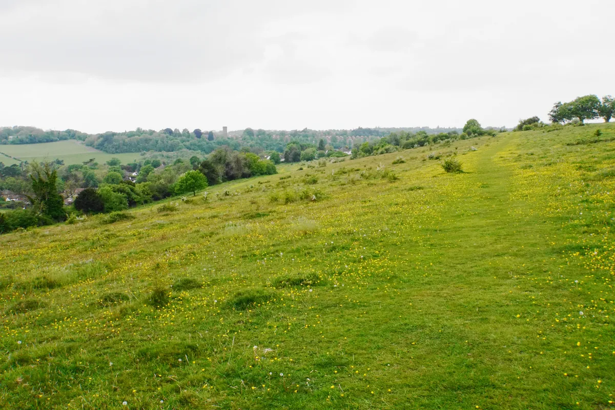 Farthing Downs on a summer day with trees and fields