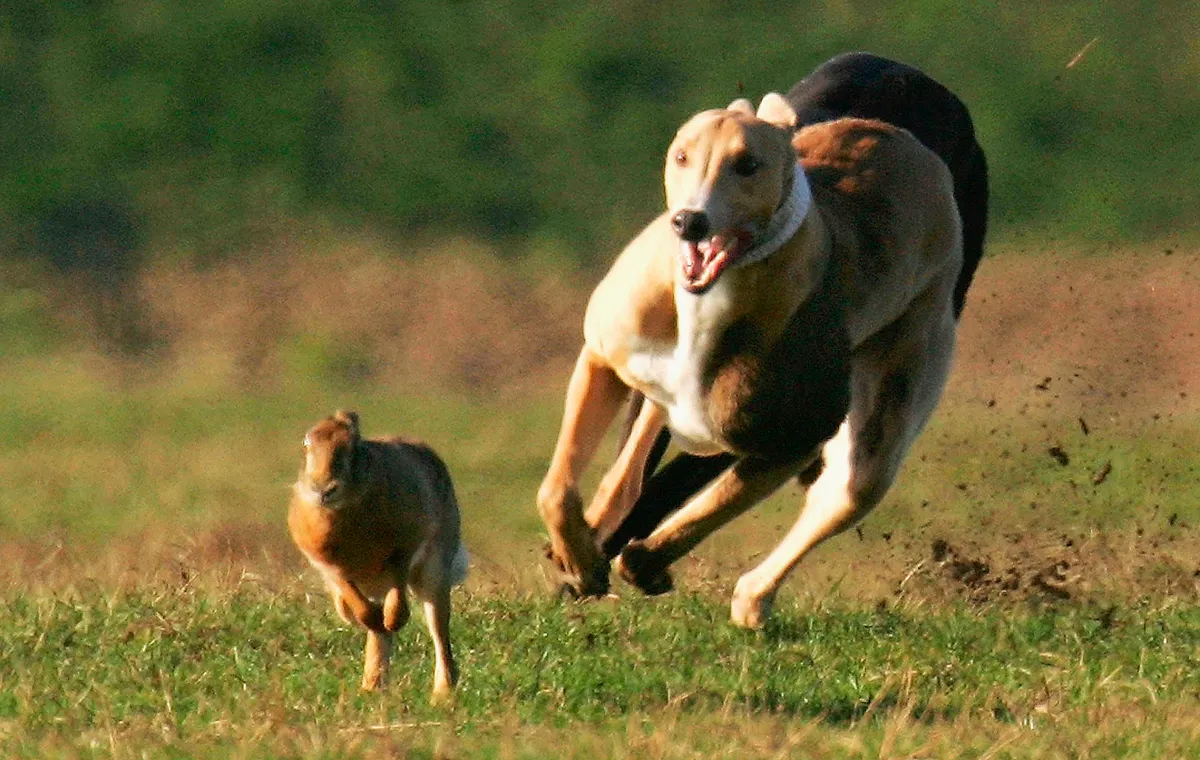 Close up of greyhound chasing a hare with teeth bared