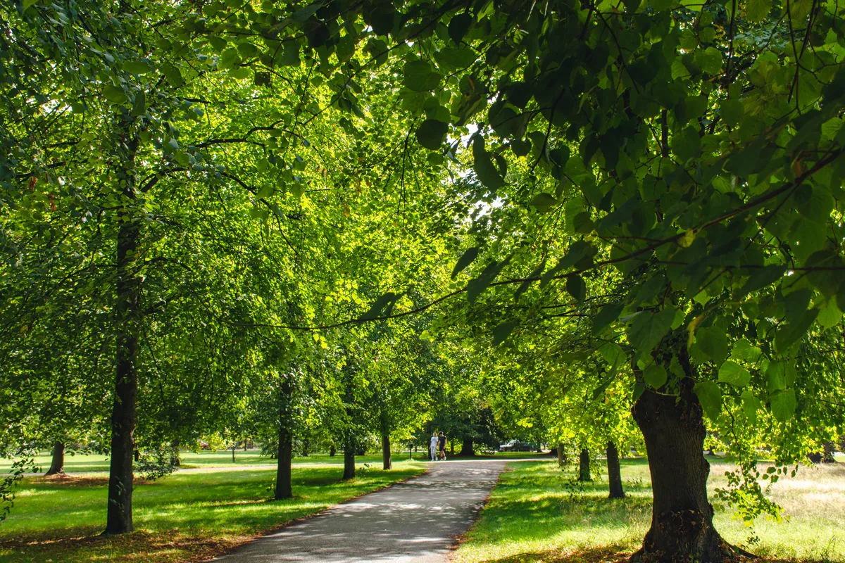 Summer day and trees at Kensington Gardens
