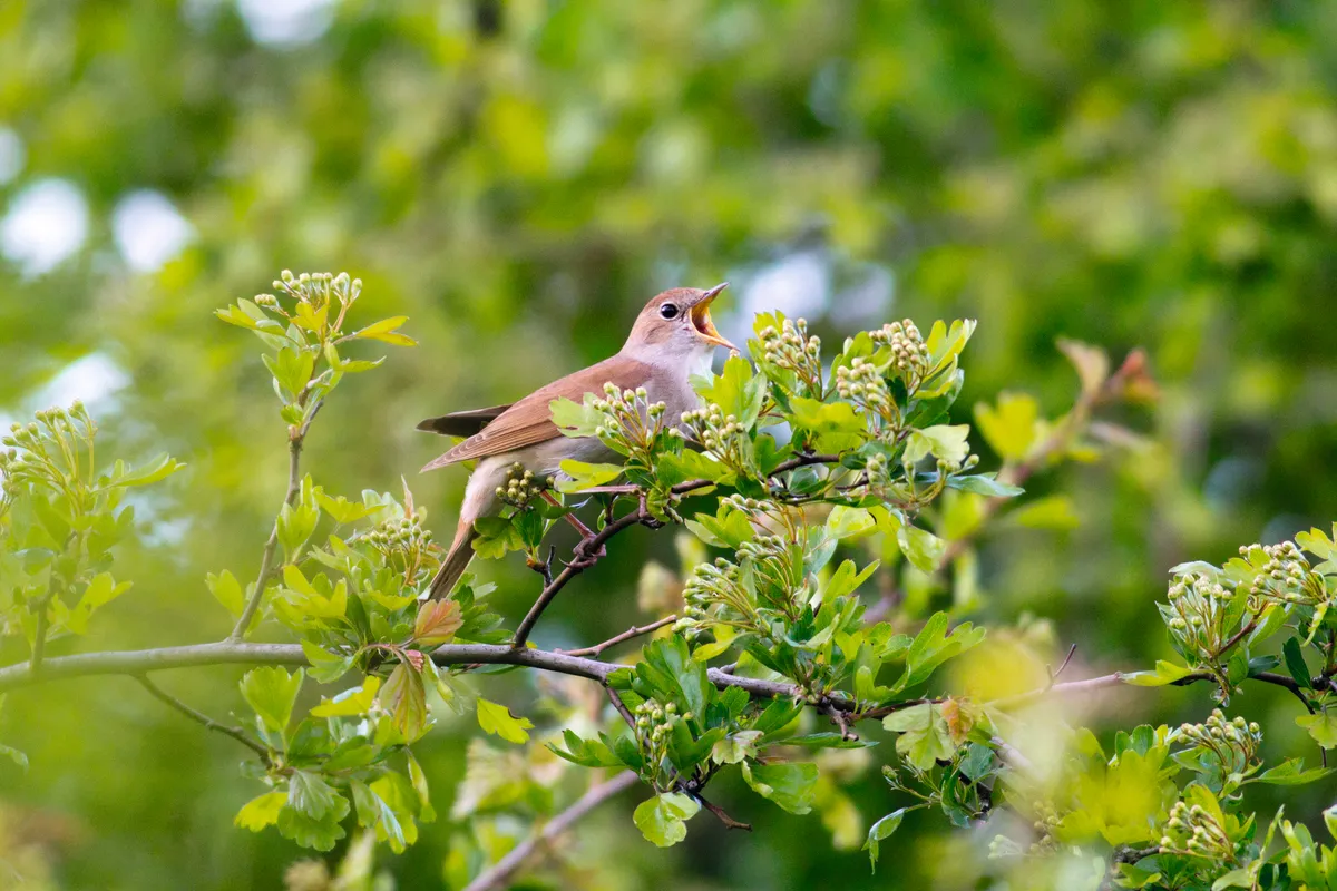 Bird singing in tree