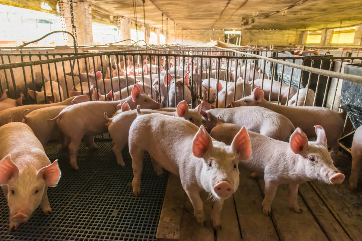 Pigs in captivity