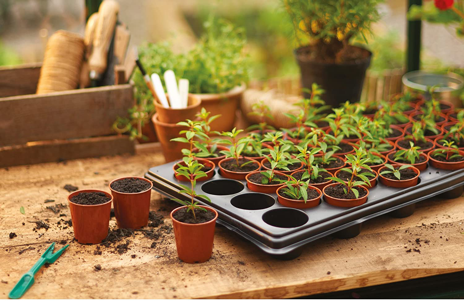 The 7 best seed trays for sprouting success 