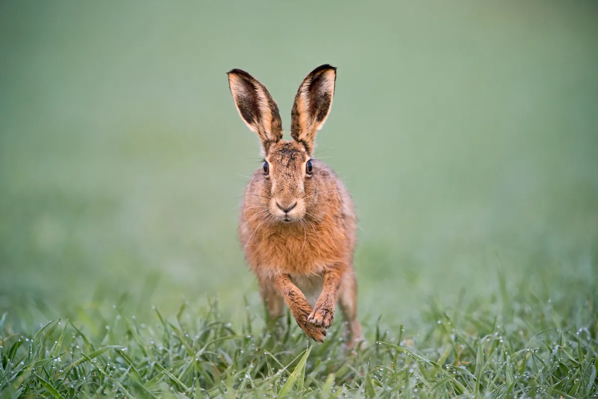 Brown hare running through green grass towards camera
