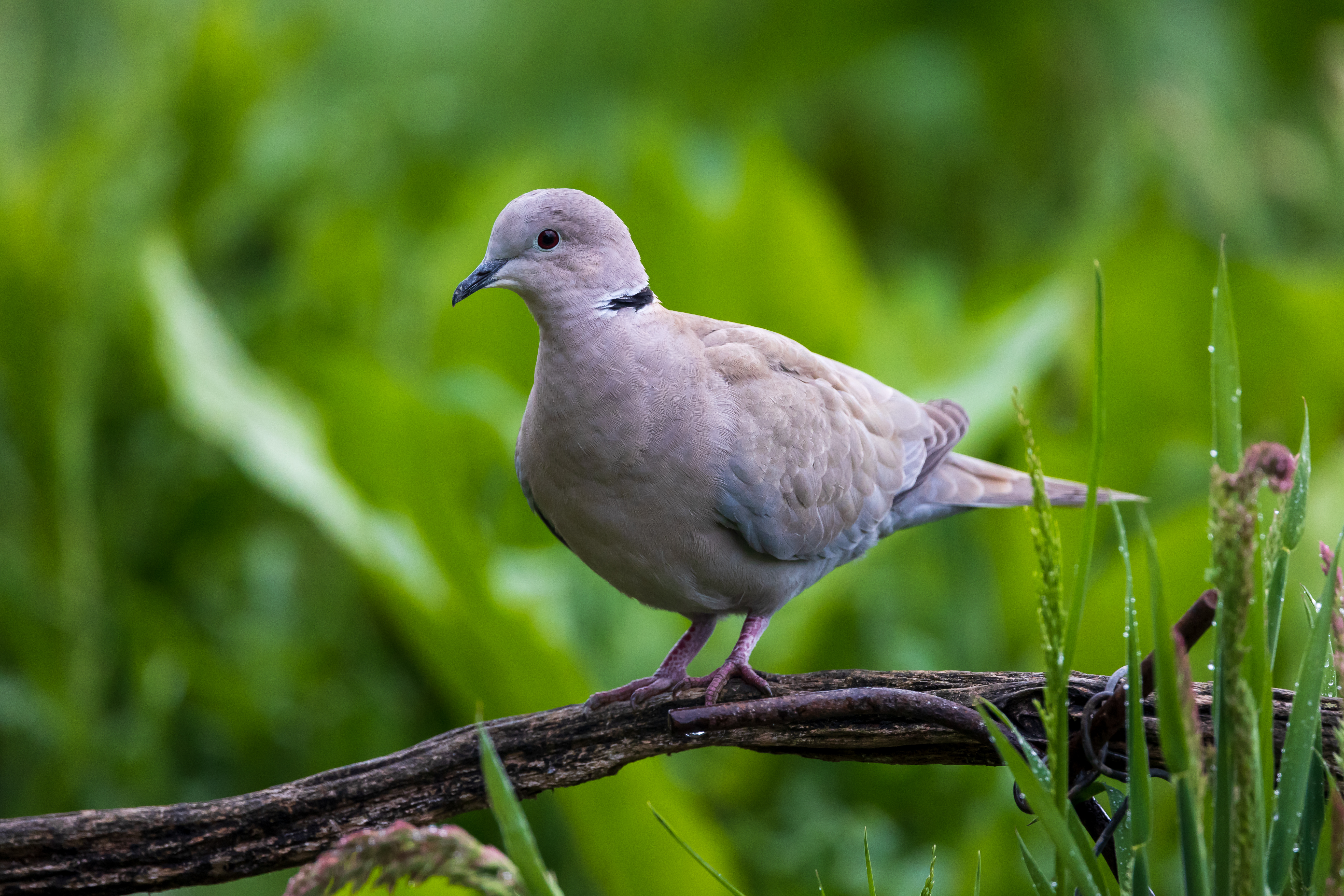 Types of Pigeons And Doves: Discover Avian Diversity