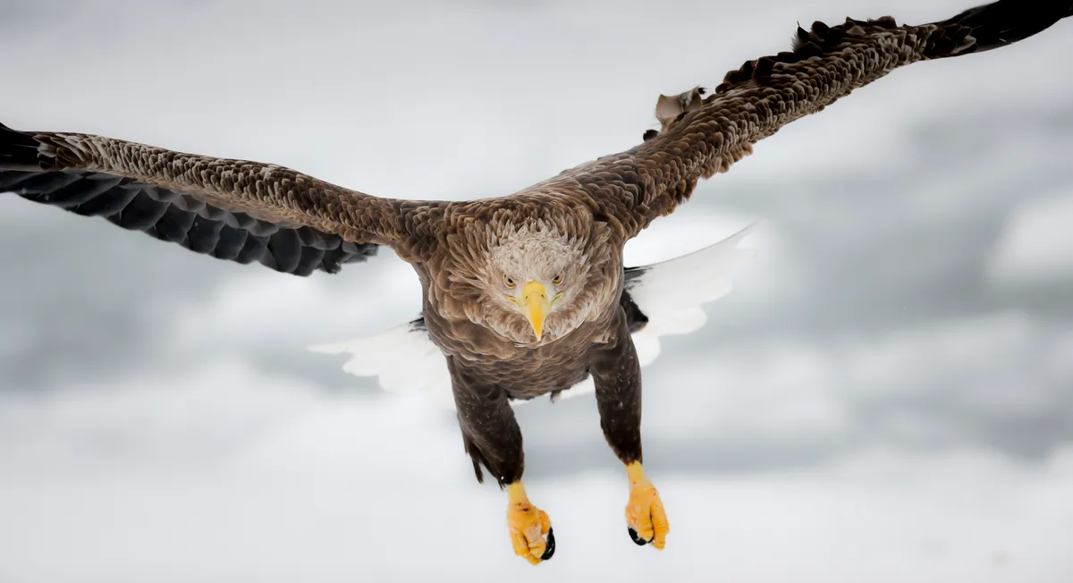 Front facing picture of golden eagle in flight over snowy terrain